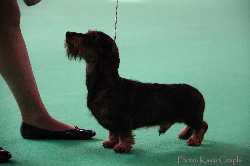 Crufts2011_2 866.jpg